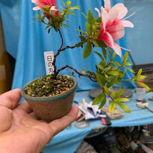 花のある暮らし,今日のお花,花いろいろ,おうち園芸,棚の画像