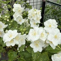 ウツギ,バイカウツギ,植物のある暮らし,初夏の庭,今日のお花の画像