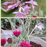 アークトチス,ウツギ,センニチコウ,ツルバキア　シルバーレース,今日のお花の画像