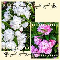 アルメリア,シバザクラ,ニワザクラ,大好き♡︎ʾʾ,めんこい♡の画像