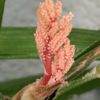 カンノンチク,観音竹の花,観音竹の花,カンノンチクの花,自宅の画像