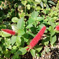 キャットテール,ストケシア,ブルーサルビア,ベルガモット,クラピアの画像