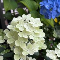 ノリウツギ,ノリウツギ ポールスター,購入記録,アジサイ属,花色変化するみたいの画像