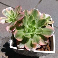アロエ,ブロンズメダル錦,多肉植物,ダイソー,ダイソー産の画像