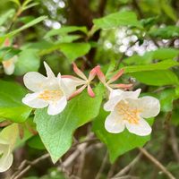 ツクバネウツギ,散歩道,白い花,今日のお花の画像