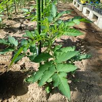 サンマルツァーノ,サンマルツァーノ,自家製野菜,栽培記録,農業女子の画像