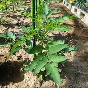 サンマルツァーノ,サンマルツァーノ,自家製野菜,栽培記録,農業女子の画像