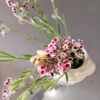 シレネ,シレネ,ノイバラ,ノイバラ,小さいものクラブの画像