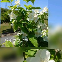 タニウツギ,バイカウツギ,ヒメウツギ,オオベニウツギ,ショウキウツギ(鍾馗空木)の画像