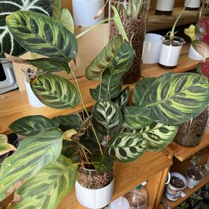 カラテア,カラテア,観葉植物,ハイドロカルチャー,クズウコン科 の画像