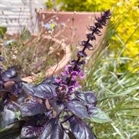 バジル,バジル ダークレディ,バジル ダークレディ,ハーブ,鉢植えの画像