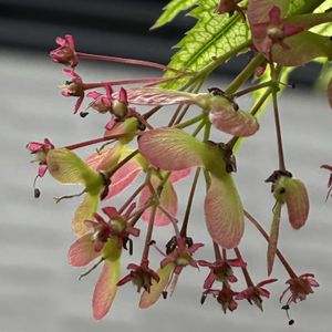 モミジ,モミジ,イロハモミジ,イロハモミジ,公園の画像
