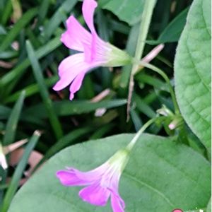 カタバミ,雑草,ピンクの花,小さな庭の画像