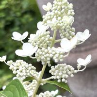ノリウツギ,我が家の裏庭の画像