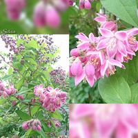 ウツギ,ウツギ,タニウツギ,バイカウツギ,ヒメウツギの画像