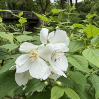 ウツギ,ウツギ,花のある暮らし,お出かけ先にての画像