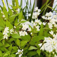 アグロステンマ,ヒメウツギ,オステオスペルマムハニースイート　ピンク&オレンジ,花のある暮らし,植中毒の画像