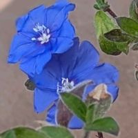 アメリカンブルー,オキザリス,庭の花達,ハイビスカスロバッス,癒しの画像
