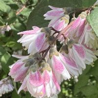 タニウツギ,サラサウツギ,マルバウツギ,ツクバネウツギ,コゴメウツギの画像