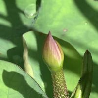 蜀紅蓮,蜀紅蓮,蜀紅蓮,花芽,可愛いの画像