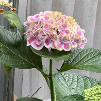 アジサイ,可愛い,実家の庭,和む,花のある暮らしの画像