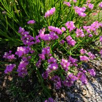 花のある暮らし,四季の彩り,夏庭♥️,夏の風景♥️,巡る季節♥️の画像