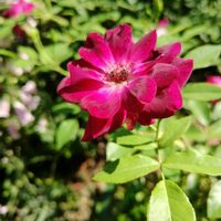 花のある暮らし,四季の彩り,薔薇バラばら♪,夏庭♥️,夏の風景♥️の画像