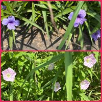 ヒルガオ,青い花,散歩道の花たち,お出かけ先の画像