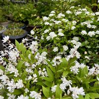ヒメウツギ,ミツデイワガサ,盆栽,明るい日陰,山野草の画像