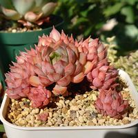 カラテア,カラテア サンデリアーナ,ピンクステラ,ピンクステラ,多肉植物の画像