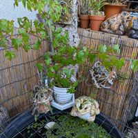 ヤマモミジ,葉刈り,葉透かしの画像