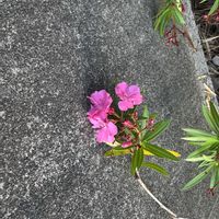 コスモス,スミレ,ゼラニウム,夾竹桃 （きょうちくとう）,夾竹桃 （きょうちくとう）の画像