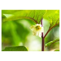 ホオズキ,プランター,白い花,ナス科,庭の画像