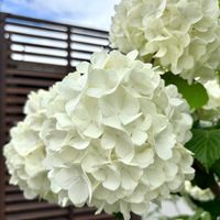 オオデマリ,オオデマリ,庭の花,北海道,北海道からの画像