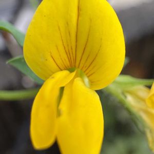 ミヤコグサ,ミヤコグサ,花のある暮らし,お楽しみ❀.(*´▽`*)❀.,アプローチの画像
