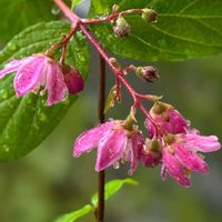 シラネアオイ,シラネアオイ,ニリンソウ,ニリンソウ,山芍薬の画像