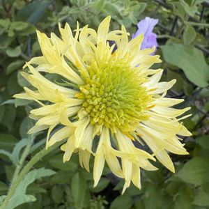 ガイラルディア,メラレウカ・ティーツリー,ルドベキア,メラレウカ,栗の花の画像