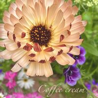 キンセンカ,エディブルフラワー,ハーブ,花のある暮らし,緑のある暮らしの画像