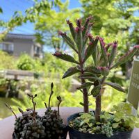 不死鳥錦,乙女心,多肉植物 寄せ植え,多肉植物いろいろ,ｱｴｵﾆｳﾑの画像