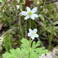 ニリンソウ,野草の画像