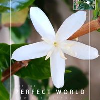 コーヒーの木,コーヒーの木の花,白い花の画像