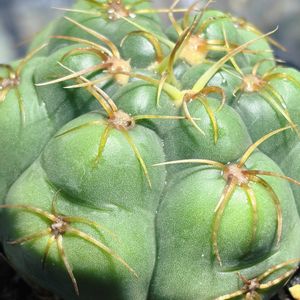 サボテン,ギムノカリキウム 海王丸,多肉植物,子株の画像