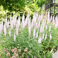 ベロニカ,花のある暮らし,庭の宿根草,イングリッシュガーデン,ボーダーガーデンの画像
