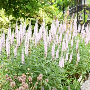 ベロニカ,花のある暮らし,庭の宿根草,イングリッシュガーデン,ボーダーガーデンの画像