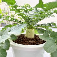 大根,観葉植物,今日の一枚,花のある暮らし,植物のある暮らしの画像