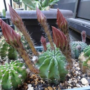　エキノプシス属,　エキノプシス属,多肉植物,観葉植物,100均の画像