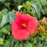 ノウゼンカズラ,夏の花,赤橙色の花の画像