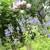 ネモフィラ,ベロニカ,ベロニカアズテックゴールド,地植え,花と暮らすの画像