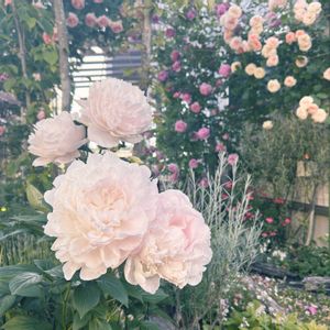 シャクヤク,シルクロード,芍薬　かぐや姫,バラ　トリニティ,バラ　ルタンデスリーズの画像