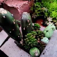 七宝樹,レッドベリー,オプンチア　すみこけしの画像